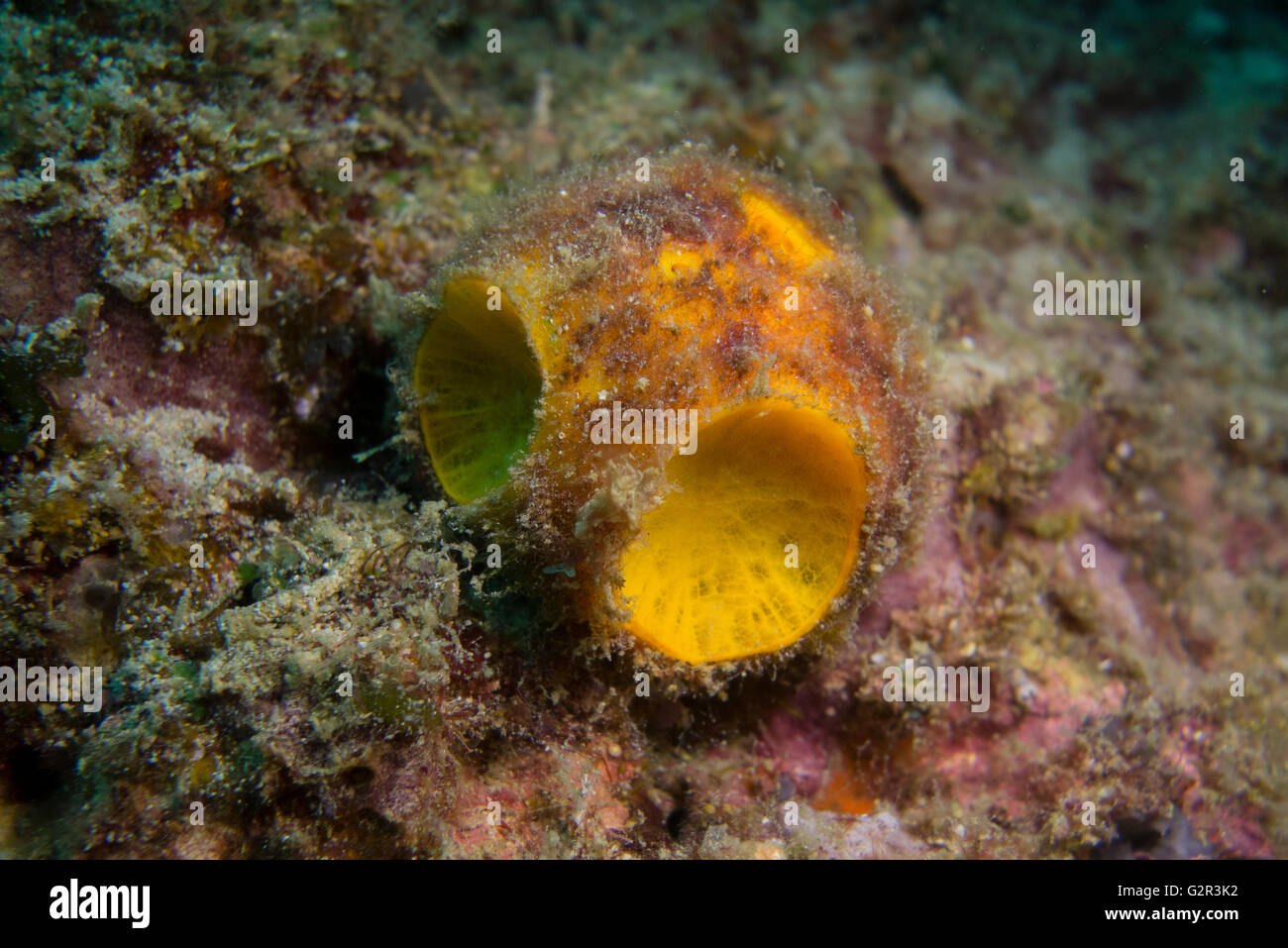 Arancione o la pallina da golf spugna, Cinachyra australiensis, dal Mare della Cina del Sud, Triangolo di corallo, Brunei Darussalam. Foto Stock