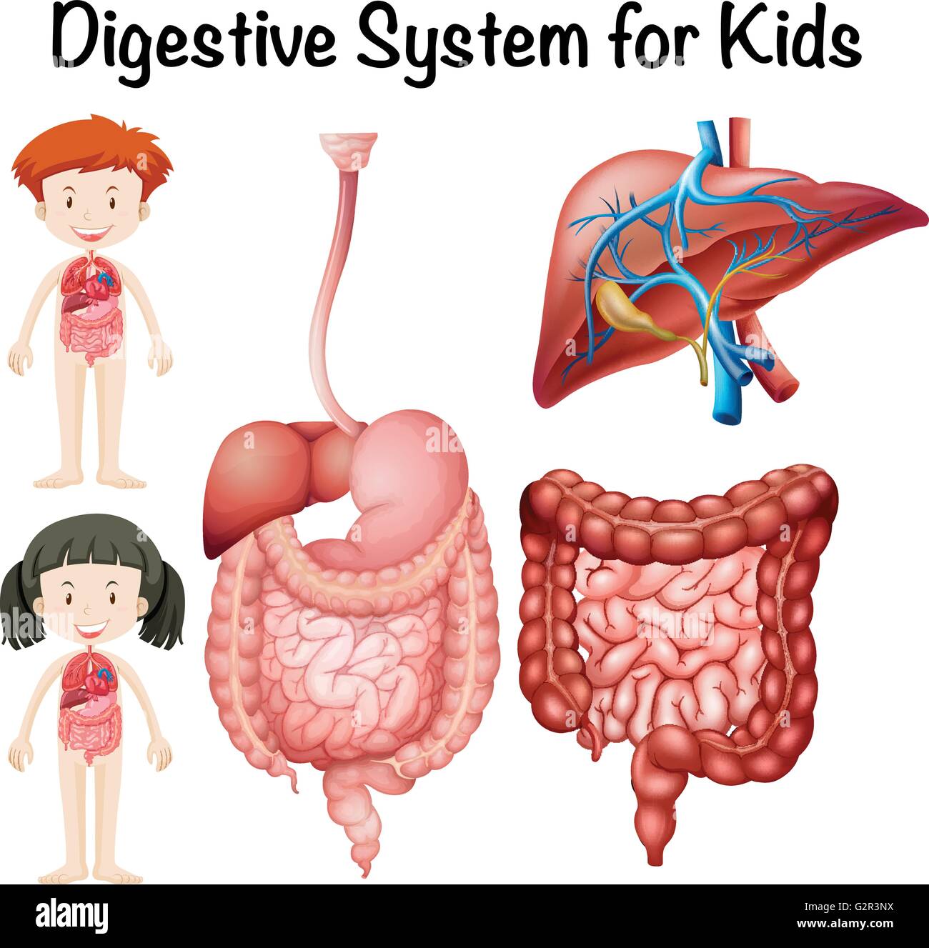 Sistema digestivo per bambini illustrazione Illustrazione Vettoriale