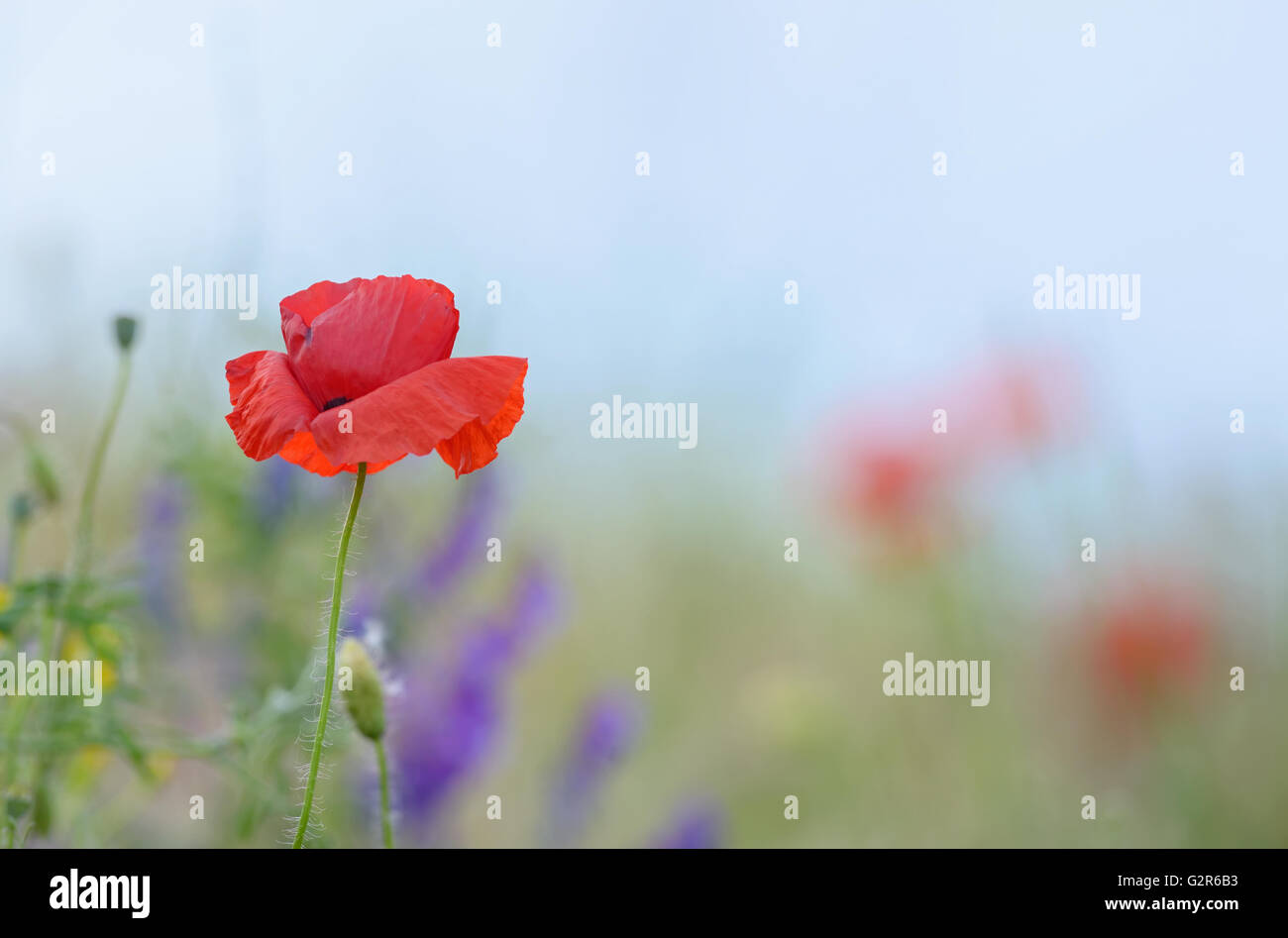 Fiori colorati sul campo in estate Foto Stock