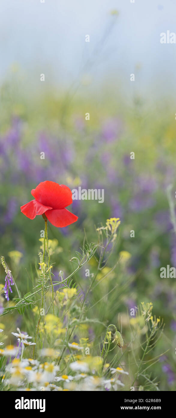 Fiori colorati sul campo in estate tramonto Foto Stock