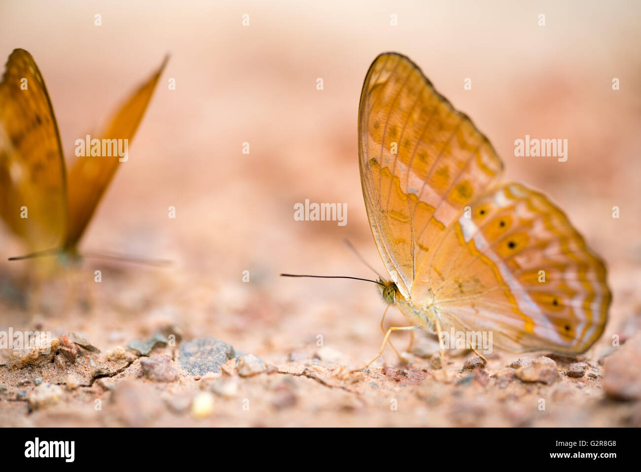 Farfalla marrone sul terreno, macro close up, con profondità di campo e la messa a fuoco all'occhio, con spazio di copia Foto Stock