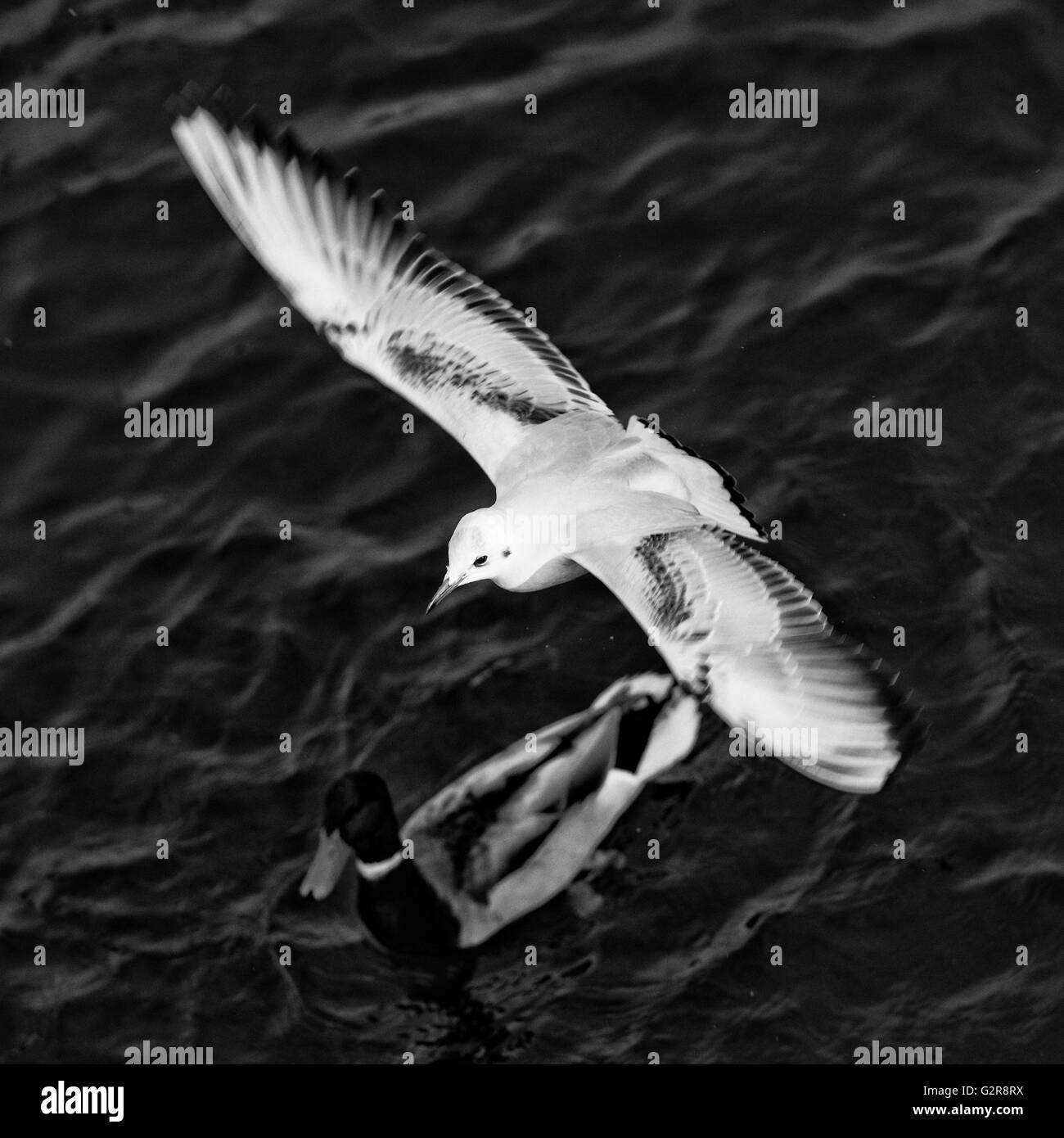 La fauna selvatica sul fiume Foto Stock