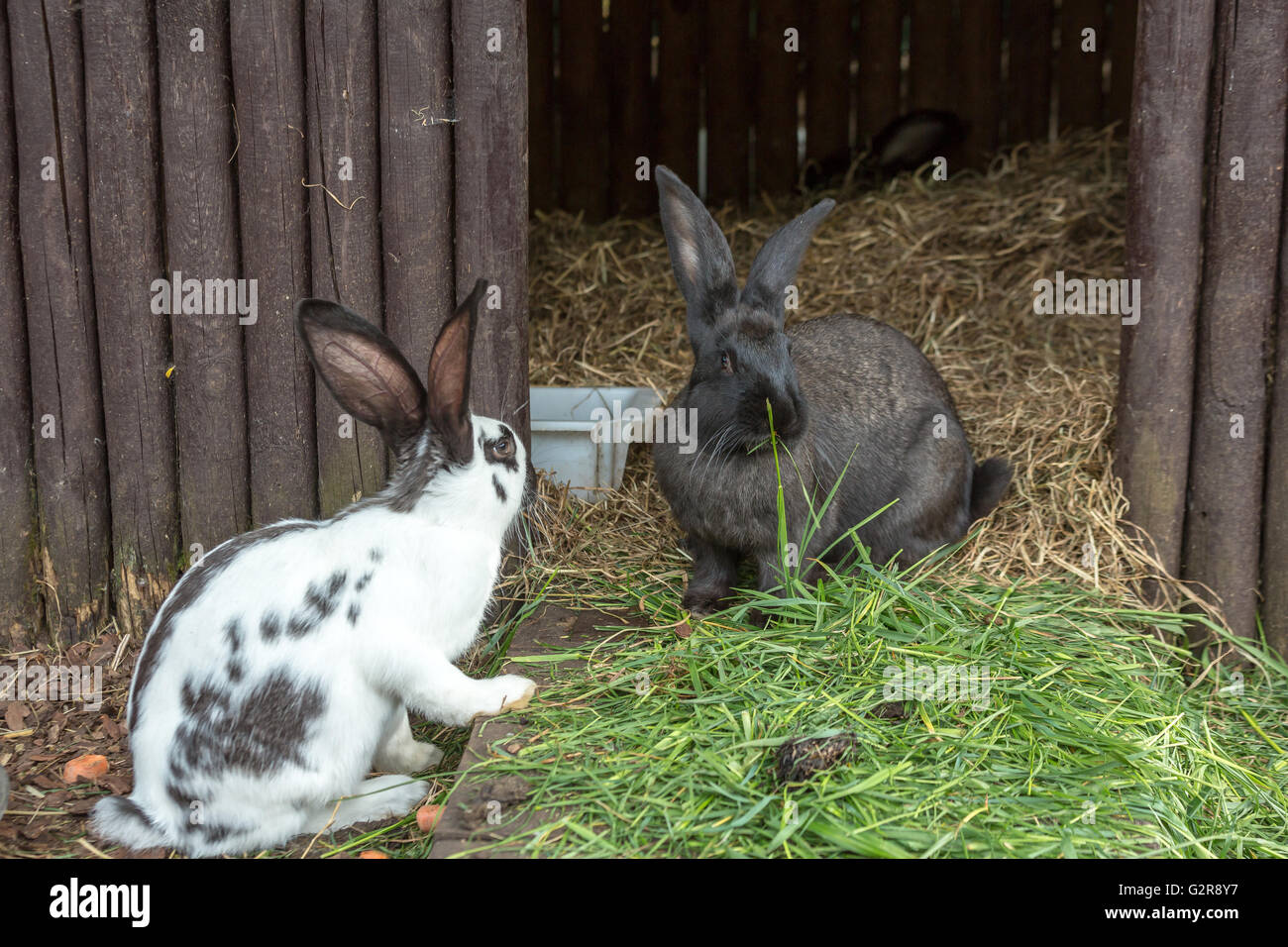 05.05.2015, Wroclaw, Bassa Slesia, Polonia - Conigli a Wroclaw Zoo. / Conigli domestici allo Zoo di Wroclaw. 00A150505D099CAROEX.JPG - non per la vendita in G E R M A N Y, A U S T R I A, S W I T Z e R L A N D [modello di rilascio: non applicabile, la proprietà di rilascio: NO, (c) caro agenzia fotografica / Bastian, http://www.caro-images.com, info@carofoto.pl - Qualsiasi uso di questa immagine è soggetto a royalty!] Foto Stock