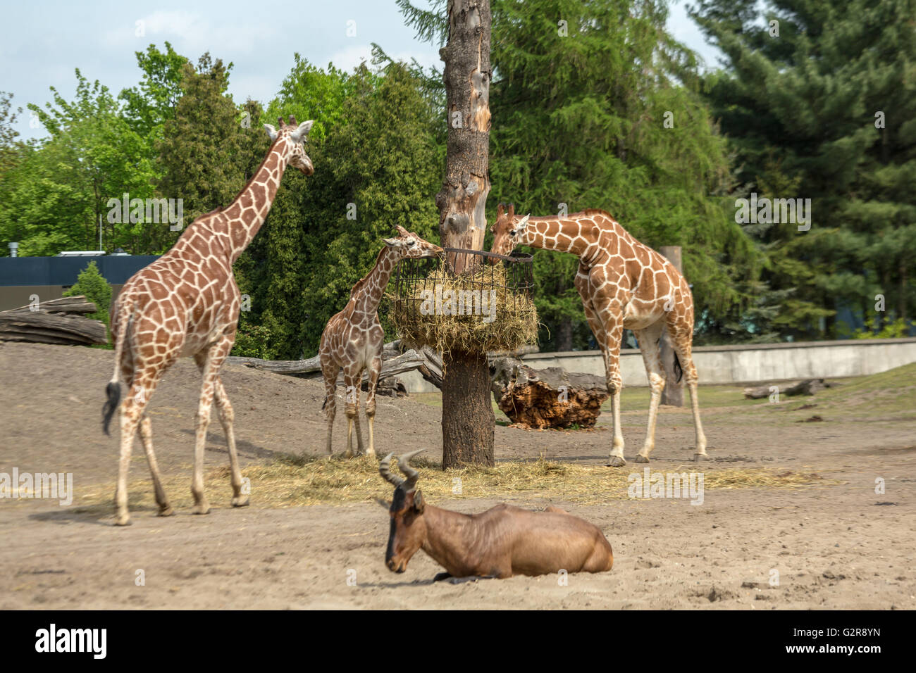 05.05.2015, Wroclaw, Bassa Slesia, Polonia - Traliccio giraffe allo zoo di Wroclaw. Le giraffe reticolate sono il più noto dei nove sottospecie di giraffa. Parte anteriore di un red hartebeest. / Giraffs reticolato allo Zoo di Wroclaw, davanti a Red hartebeest. 00A150505D105CAROEX.JPG - non per la vendita in G E R M A N Y, A U S T R I A, S W I T Z e R L A N D [modello di rilascio: non applicabile, la proprietà di rilascio: NO, (c) caro agenzia fotografica / Bastian, http://www.caro-images.com, info@carofoto.pl - Qualsiasi uso di questa immagine è soggetto a royalty!] Foto Stock