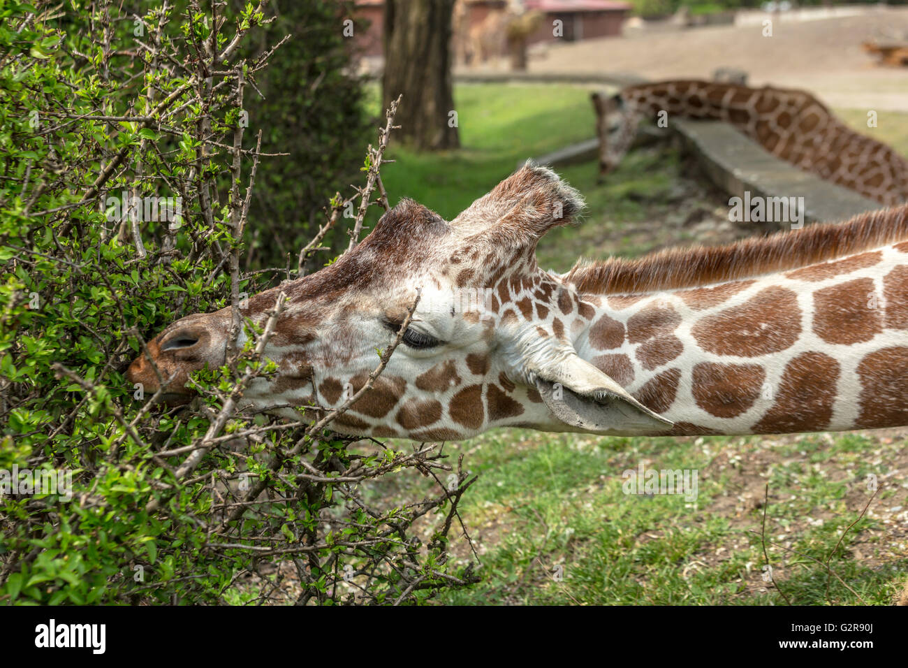 05.05.2015, Wroclaw, Bassa Slesia, Polonia - Traliccio giraffe allo zoo di Wroclaw. Le giraffe reticolate sono il più noto dei nove sottospecie di giraffa. / Giraffs reticolato allo Zoo di Wroclaw. 00A150505D124CAROEX.JPG - non per la vendita in G E R M A N Y, A U S T R I A, S W I T Z e R L A N D [modello di rilascio: non applicabile, la proprietà di rilascio: NO, (c) caro agenzia fotografica / Bastian, http://www.caro-images.com, info@carofoto.pl - Qualsiasi uso di questa immagine è soggetto a royalty!] Foto Stock