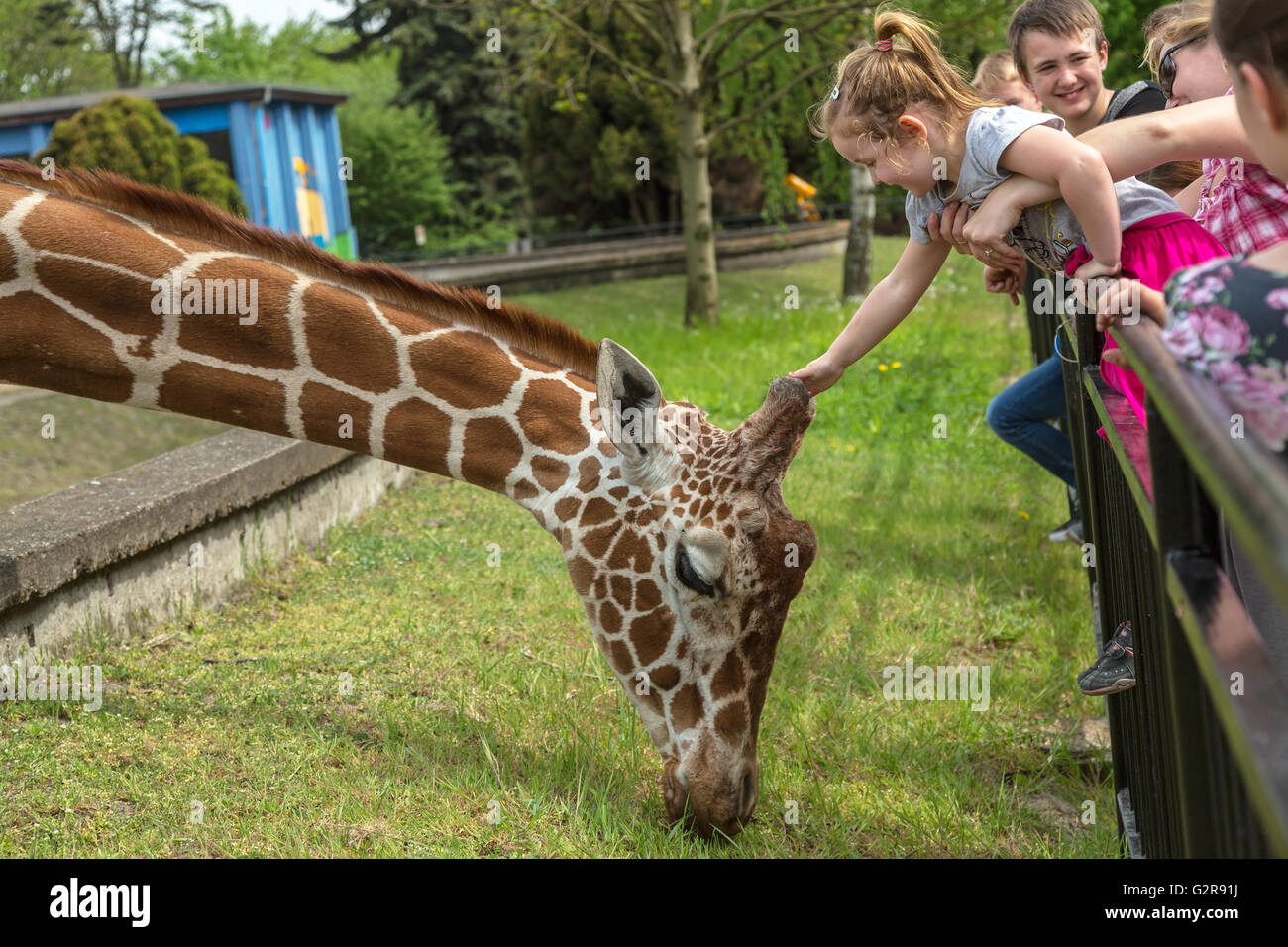 05.05.2015, Wroclaw, Bassa Slesia, Polonia - Traliccio giraffe allo zoo di Wroclaw. Le giraffe reticolate sono il più noto dei nove sottospecie di giraffa. / Giraffs reticolato allo Zoo di Wroclaw. 00A150505D131CAROEX.JPG - non per la vendita in G E R M A N Y, A U S T R I A, S W I T Z e R L A N D [modello di rilascio: NO, la proprietà di rilascio: NO, (c) caro agenzia fotografica / Bastian, http://www.caro-images.com, info@carofoto.pl - Qualsiasi uso di questa immagine è soggetto a royalty!] Foto Stock