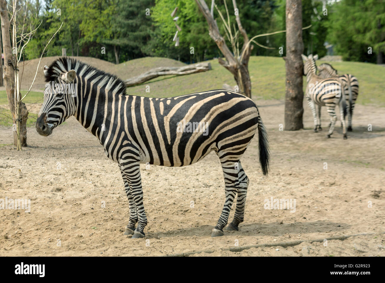 05.05.2015, Wroclaw, Bassa Slesia, Polonia - Chapman's zebre allo zoo di Wroclaw. Si sono una sottospecie di pianura zebra. / Chapman's zebre allo Zoo di Wroclaw. Essi sono una sottospecie di pianura zebra. 00A150505D141CAROEX.JPG - non per la vendita in G E R M A N Y, A U S T R I A, S W I T Z e R L A N D [modello di rilascio: non applicabile, la proprietà di rilascio: NO, (c) caro agenzia fotografica / Bastian, http://www.caro-images.com, info@carofoto.pl - Qualsiasi uso di questa immagine è soggetto a royalty!] Foto Stock