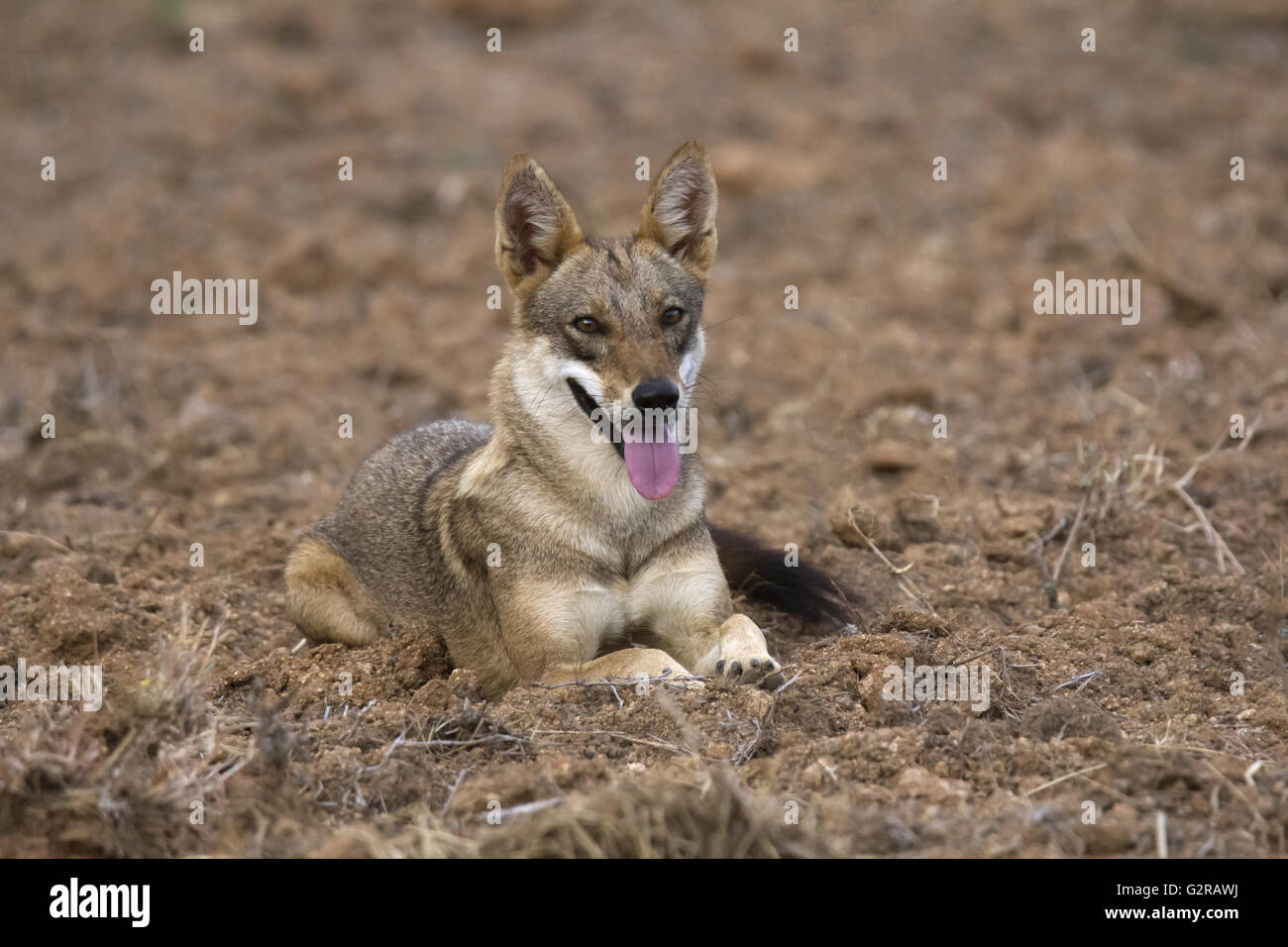 Jackal, hampi, Karnataka, India Foto Stock