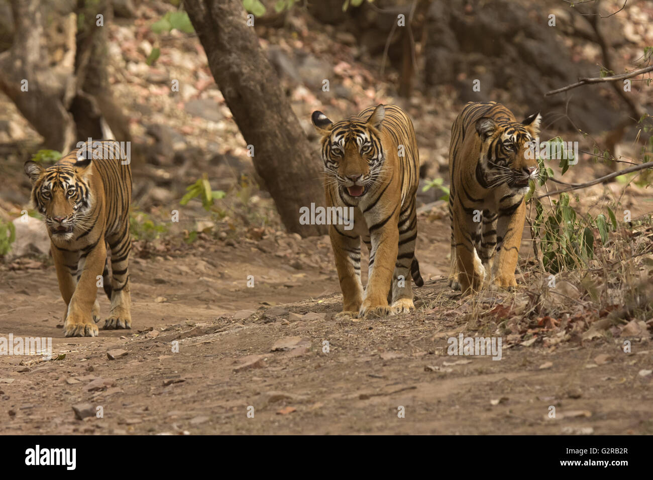 Tiger Panthera tigris tigris- T 39 con i cuccioli, Ranthambhore Riserva della Tigre, Rajasthan, India Foto Stock