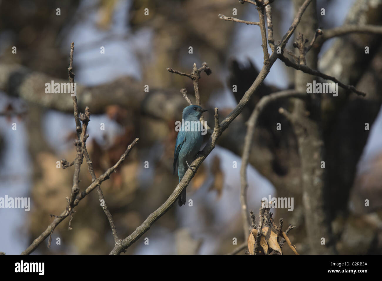 Verditer flycatcher, eumyias thalassinus, sattal, Uttarakhand, India Foto Stock