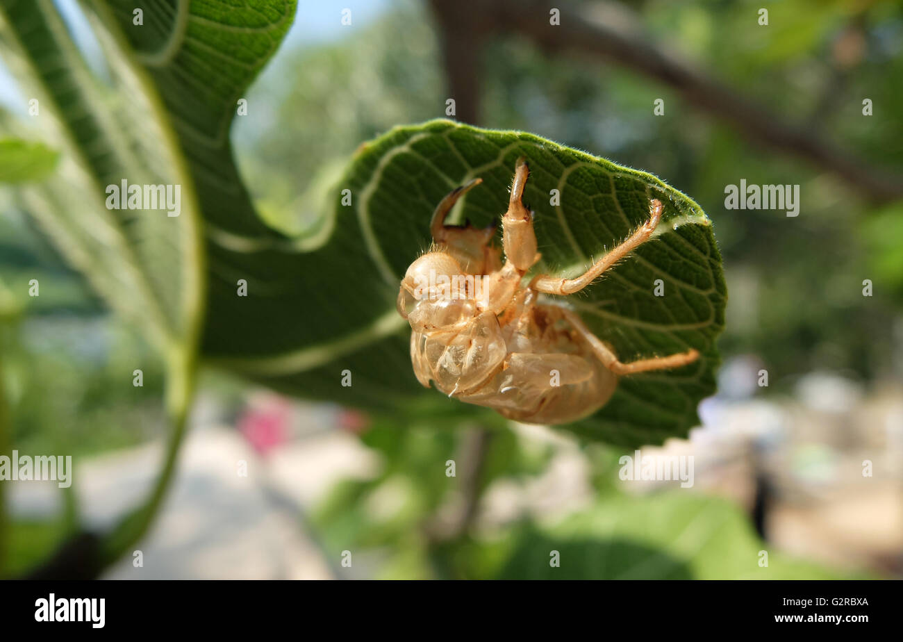 05.08.2015, Starigrad, contea di Zara, Croazia - Dopo la muta su una foglia di fico a sinistra dietro alla pelle un leafhopper, Cicadidae. Il nome tedesco si riferisce al forte chirp il canto dei maschi. 0BG150805D049CAROEX.JPG - non per la vendita in G E R M A N Y, A U S T R I A, S W I T Z e R L A N D [modello di rilascio: non applicabile, la proprietà di rilascio: NO, (c) caro agenzia fotografica / Geilert, http://www.caro-images.com, info@carofoto.pl - Qualsiasi uso di questa immagine è soggetto a royalty!] Foto Stock