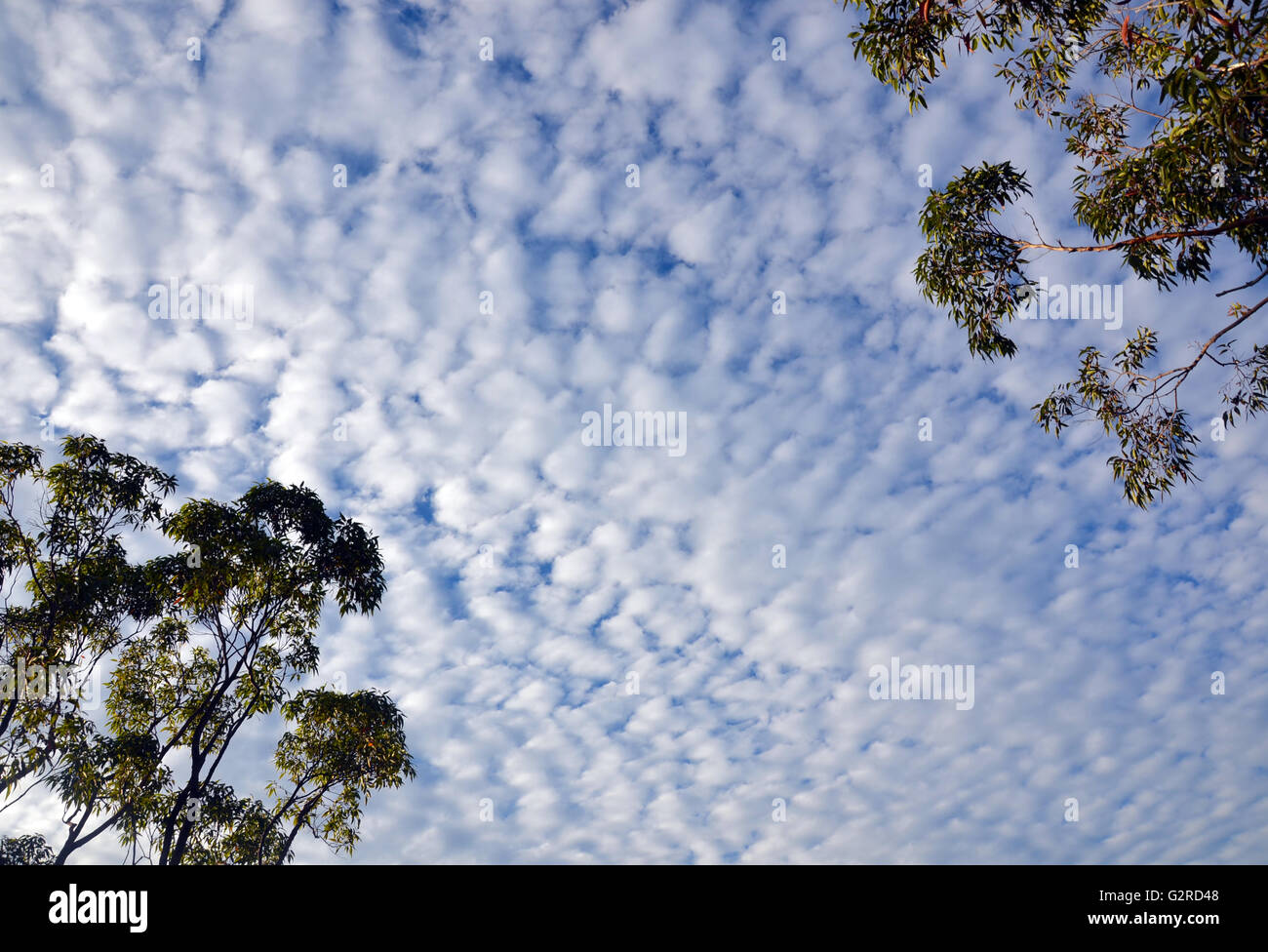 Cerca fino al cielo blu e lana di cotone nuvole attraverso la torreggiante gumtrees alti di un australiano baldacchino della foresta Foto Stock