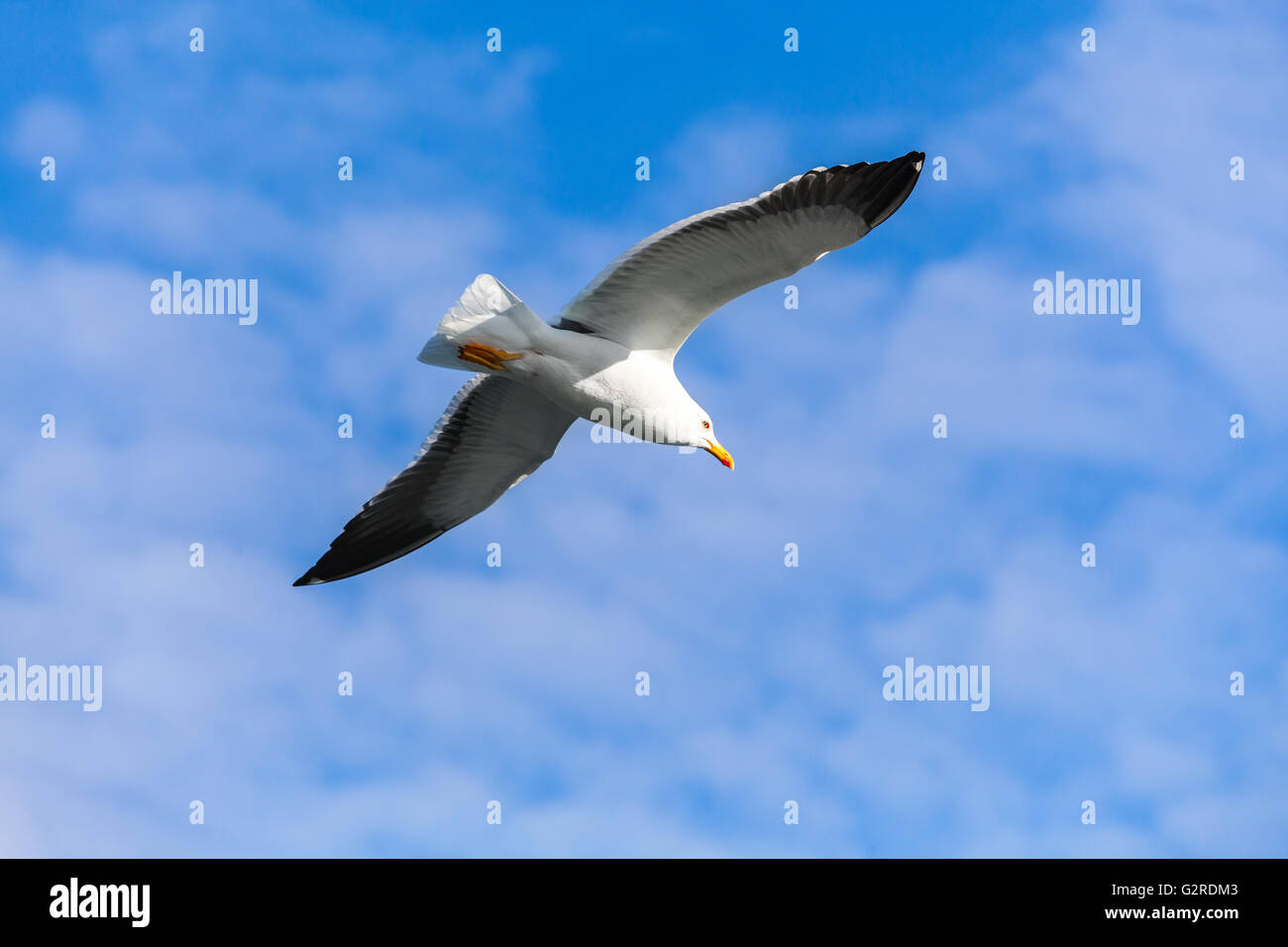 Grande nero-backed gull. Seagull volare nel cielo blu, closeup photo Foto Stock