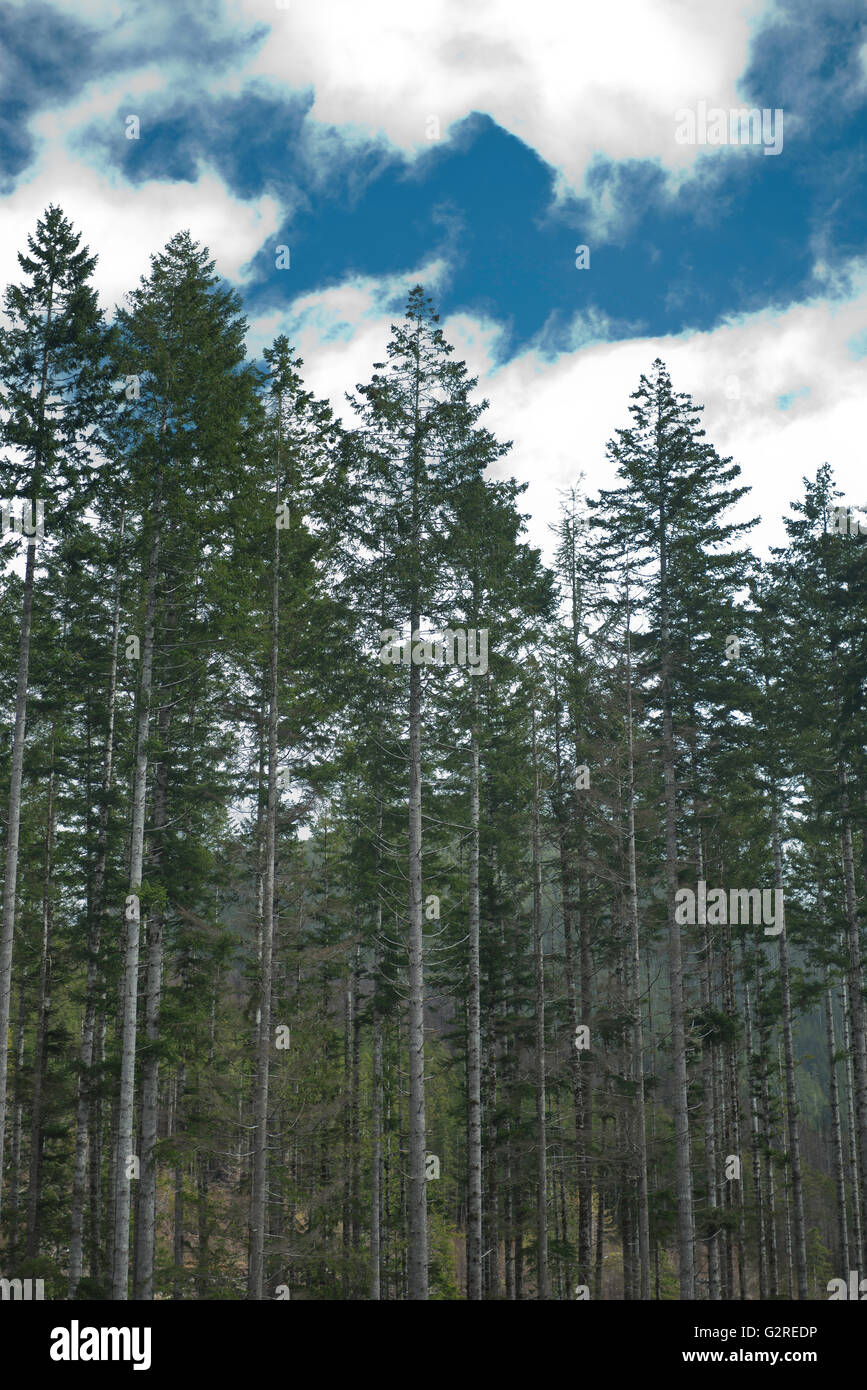 Stretto di alberi con cielo blu,Port Renfrew, BC Foto Stock
