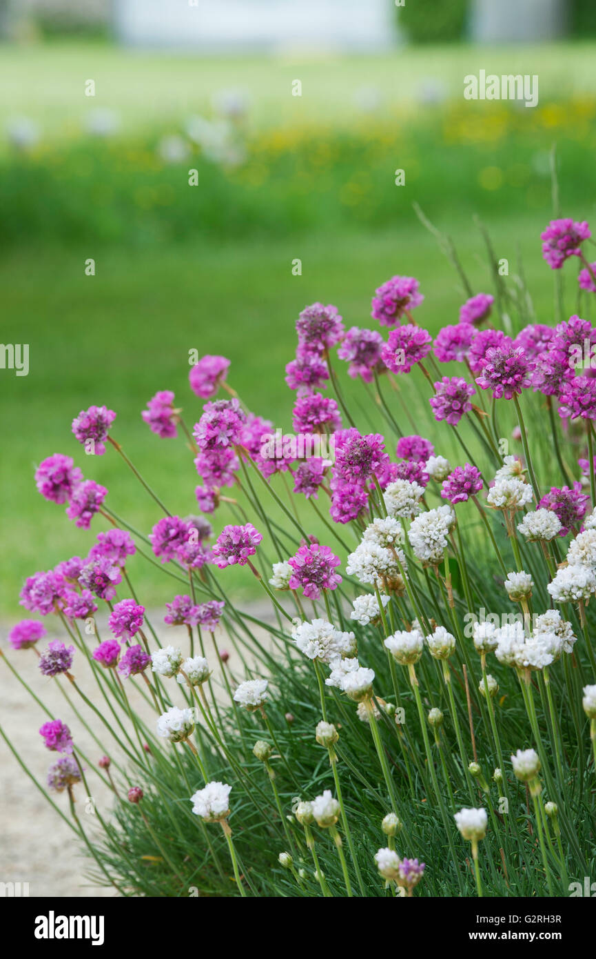 L'Armeria maritima. La parsimonia dei fiori in un giardino inglese Foto Stock