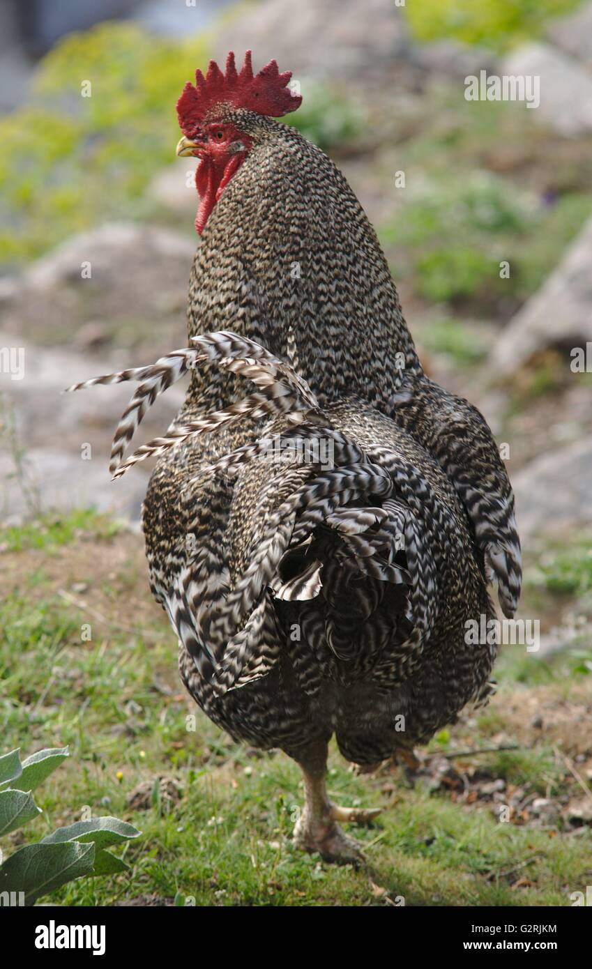 La Rooster in piedi con una gamba sola Foto Stock