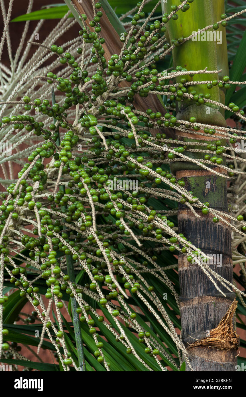 Verde acai immaturi (Euterpe oleracea) bacche attaccato al panicle sul palm tree Foto Stock