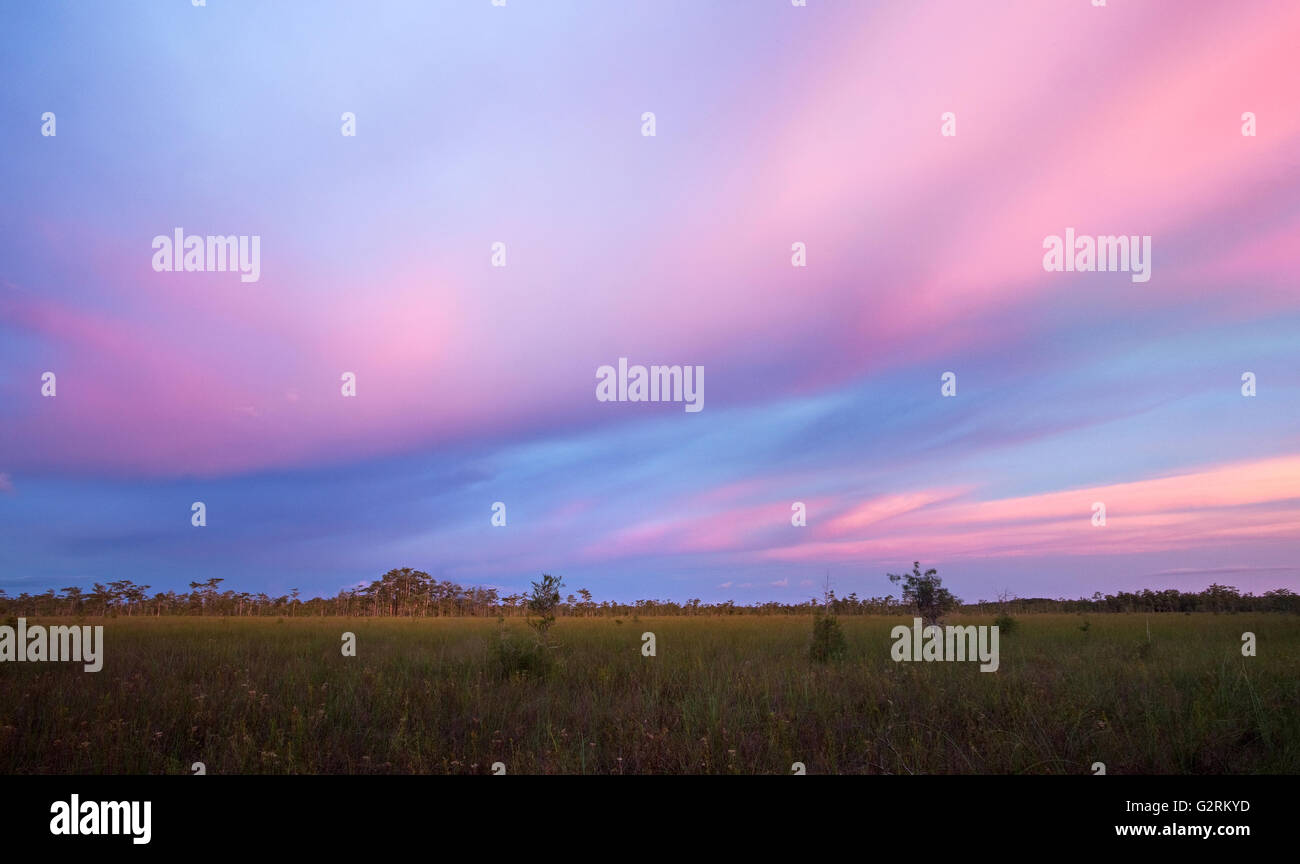 Incredibile tramonto tropicale al di sopra di sawgrass prairie e cipresso cupola in Everglades della Florida Foto Stock