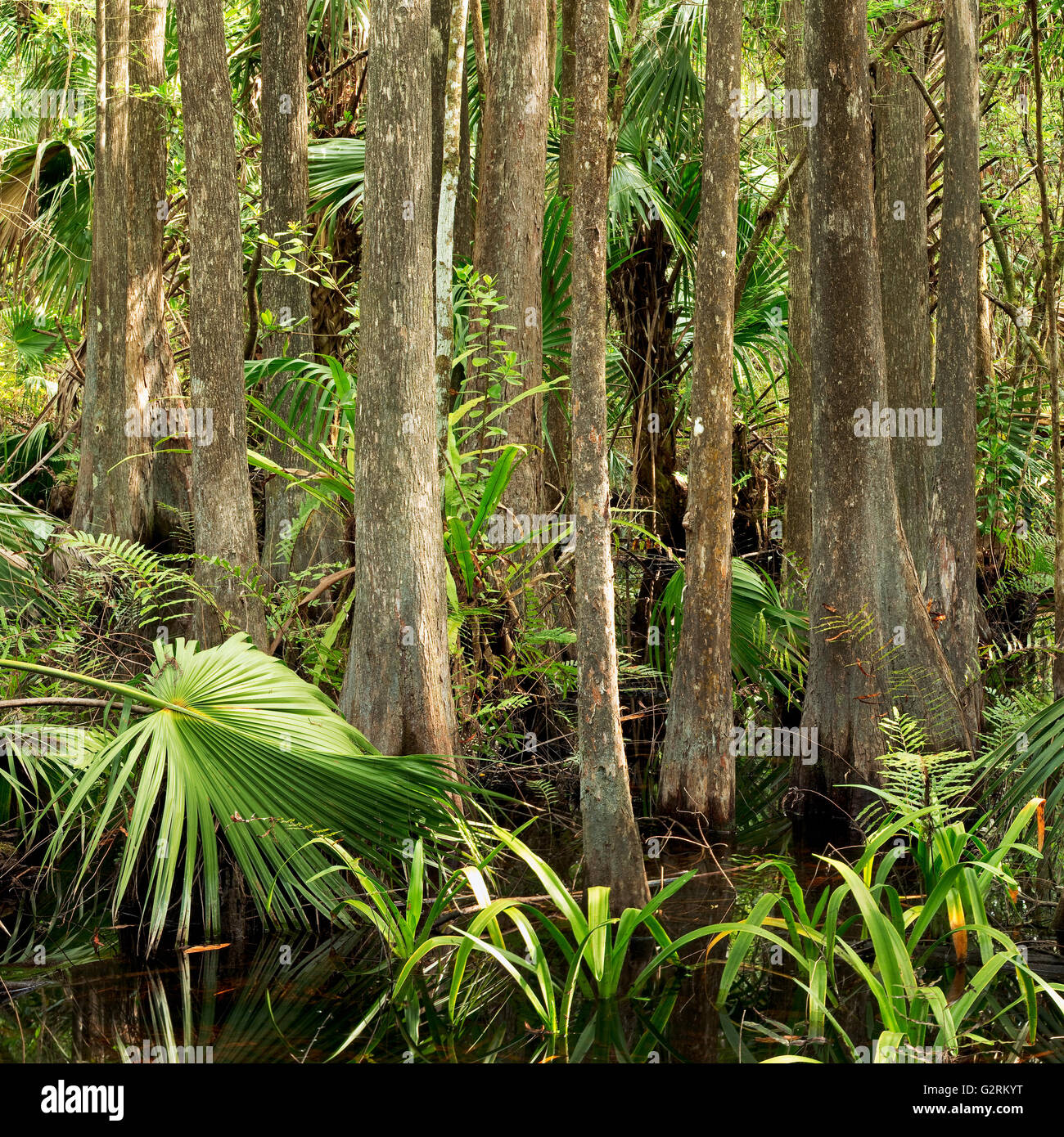 Selva densa di cipresso calvo e Sabal Palm in Everglades della Florida Foto Stock