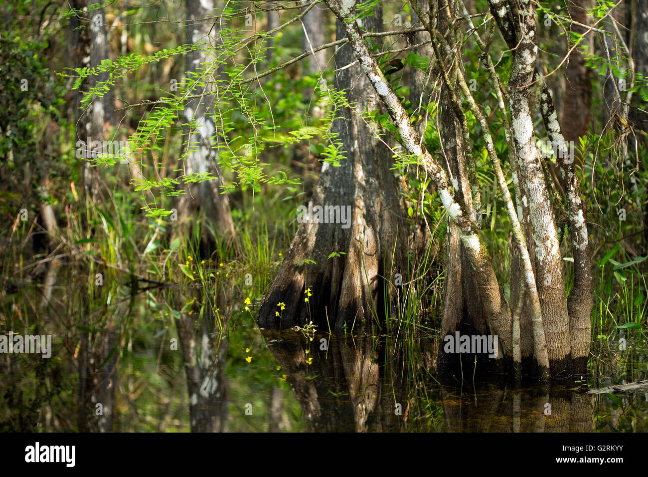 Swamp fiori selvatici fioriscono intorno cipressi tronchi di alberi in Florida Everglades Foto Stock