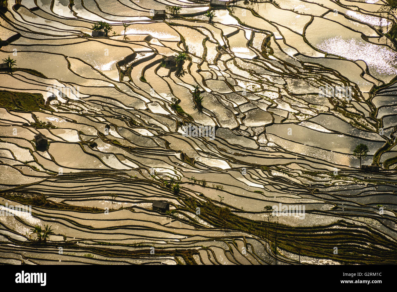 I riflessi del tramonto su campi di riso di Yuanyang, Cina Foto Stock
