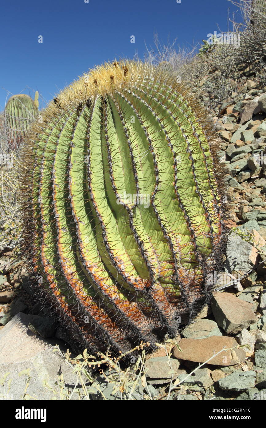 Canna gigante cactus Ferocactus diguetii Foto Stock