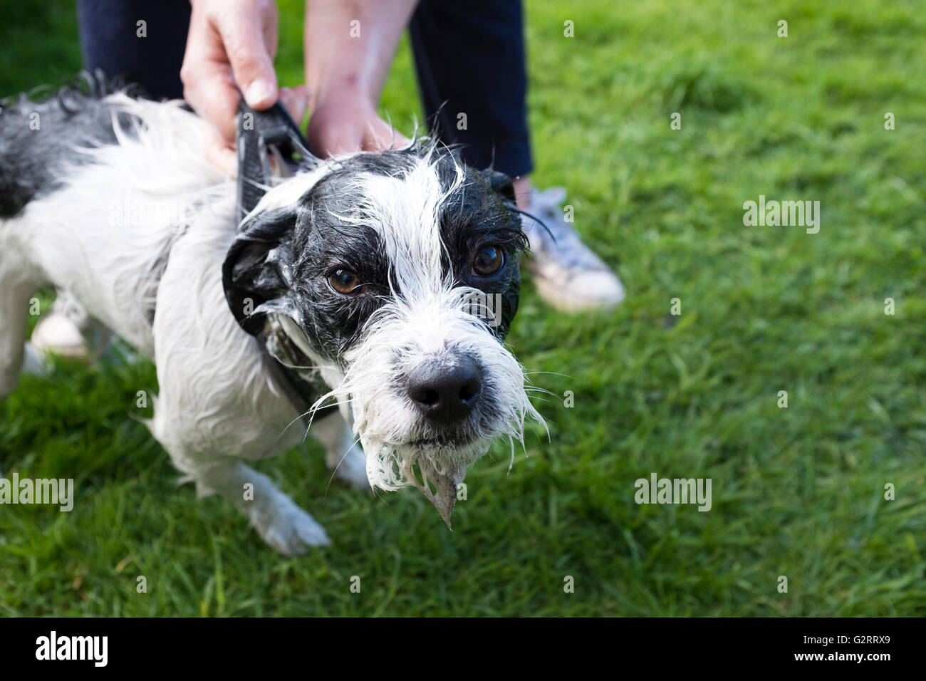 Cane di ottenere un bagno Foto Stock