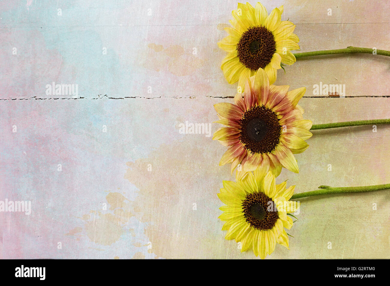 Tagliare i girasoli su un vecchio tavolo di legno con un acquerello e testurizzato effetto. Foto Stock