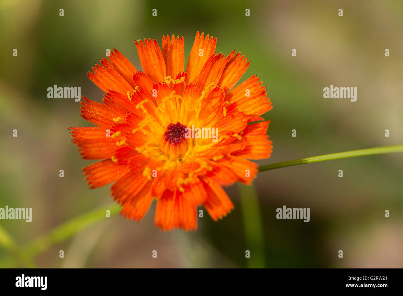 Un close-up di un'Arancia Hawkweed (Pilosella aurantiaca) fiore. Foto Stock