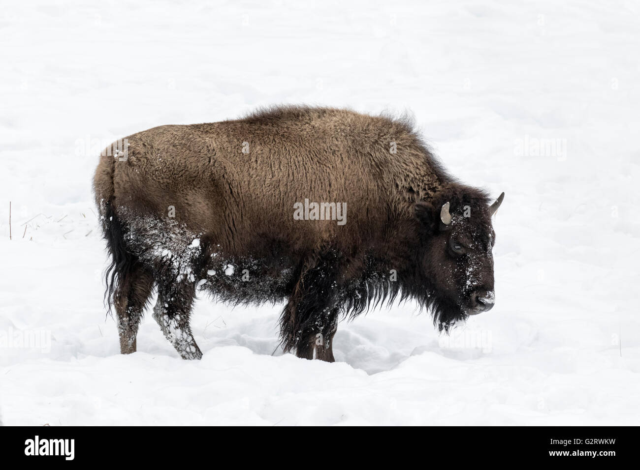 Bisonte americano Foto Stock