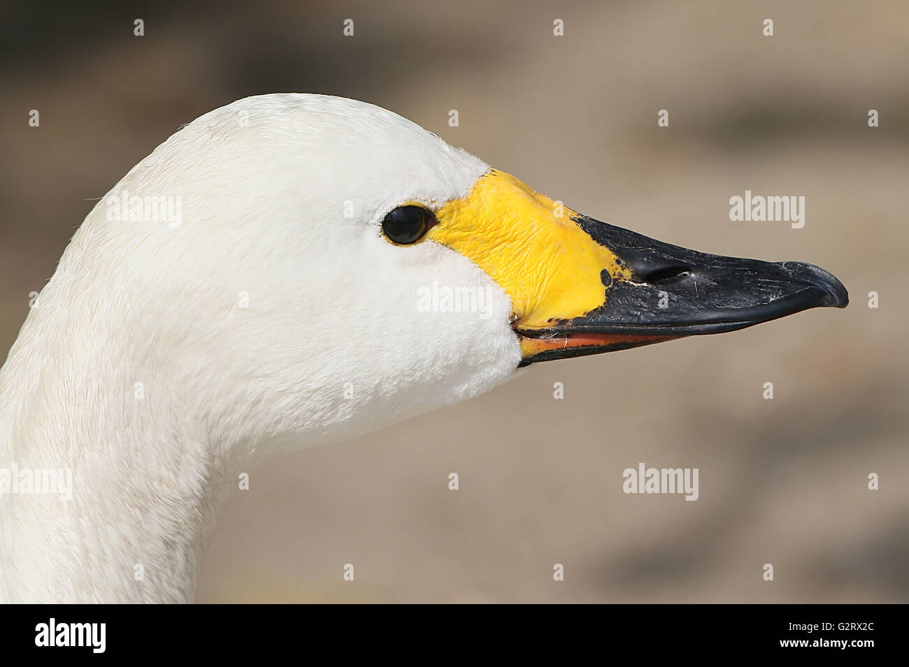 Eurasian Bewick's Swan (Cygnus bewickii, Cygnus columbianus bewickii), di profilo di close-up di testa e bill Foto Stock