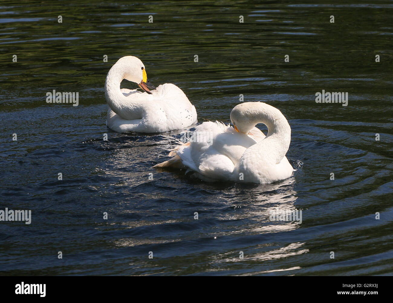 Maschio e femmina Bewick eurasiatica's cigni (Cygnus bewickii, Cygnus columbianus bewickii) la balneazione e le piume preening Foto Stock