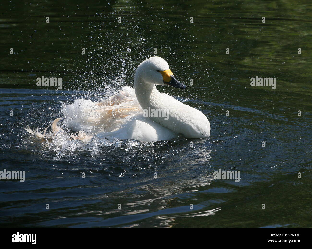 Wild azione di balneazione di un maschio Eurasian Bewick's Swan (Cygnus bewickii, Cygnus columbianus bewickii) Foto Stock