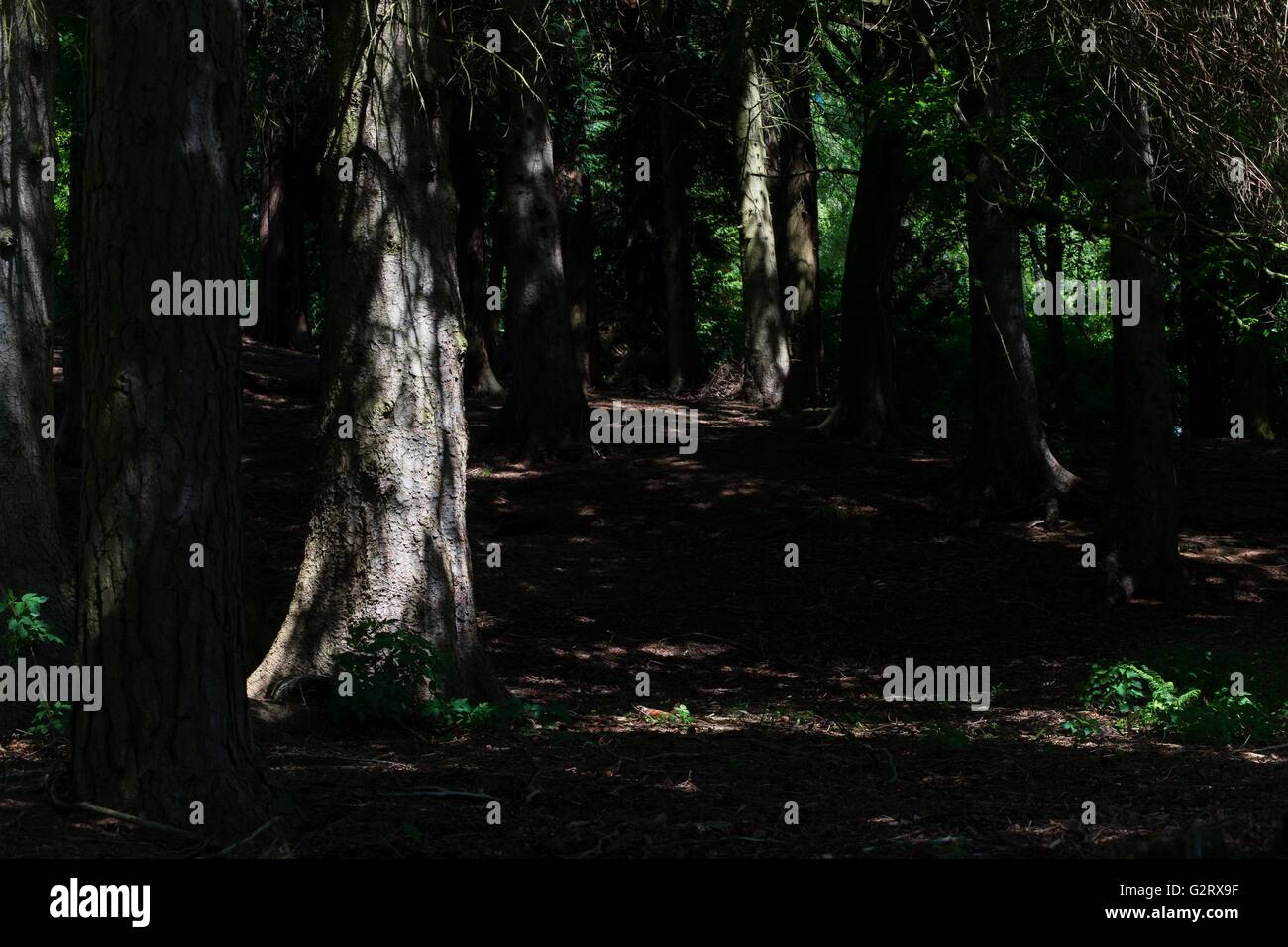 Foresta scura con luce che colpisce gli alberi Foto Stock