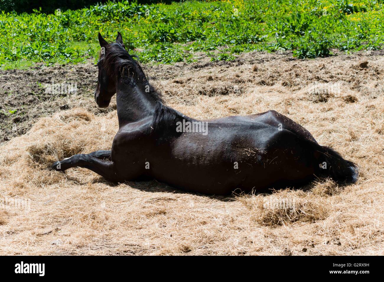 Cavallo nero appoggiato nel fieno Foto Stock