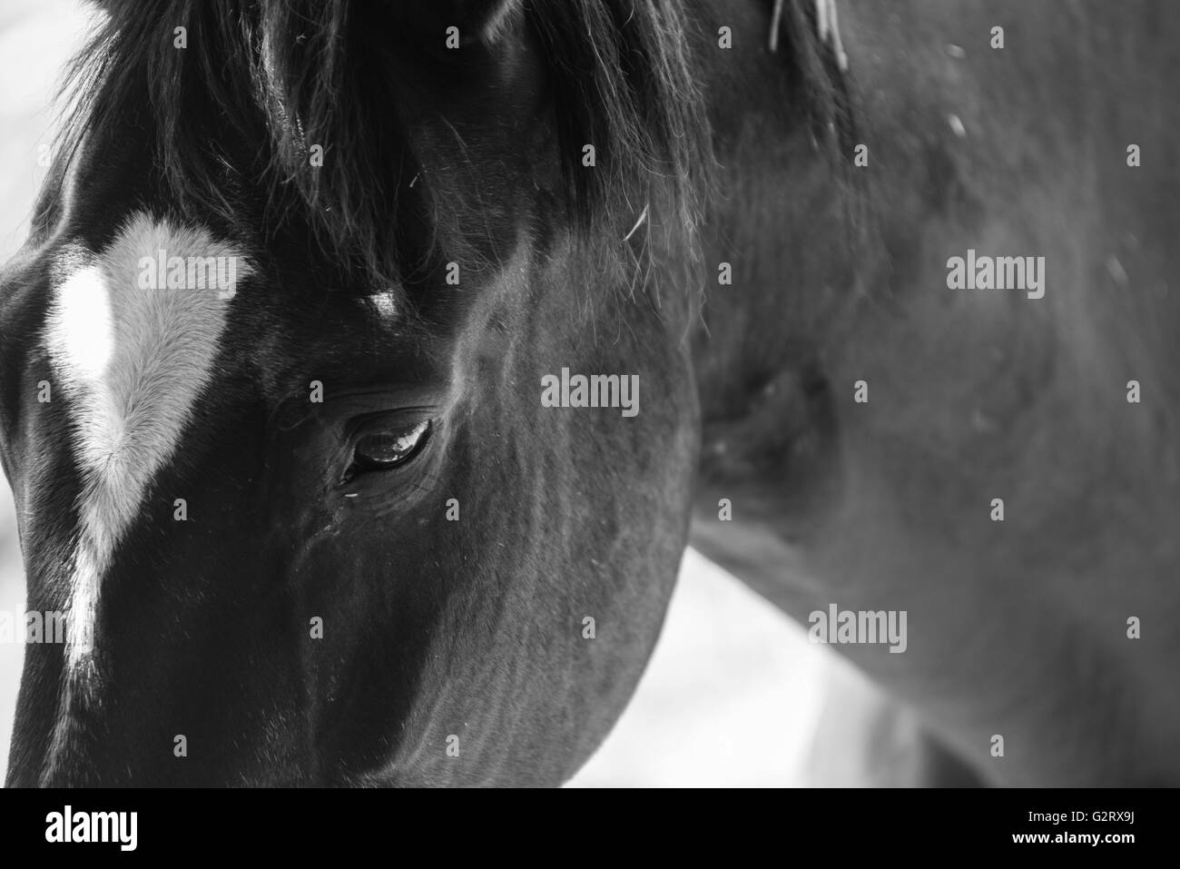 Cavallo nero close up di occhio e testa Foto Stock