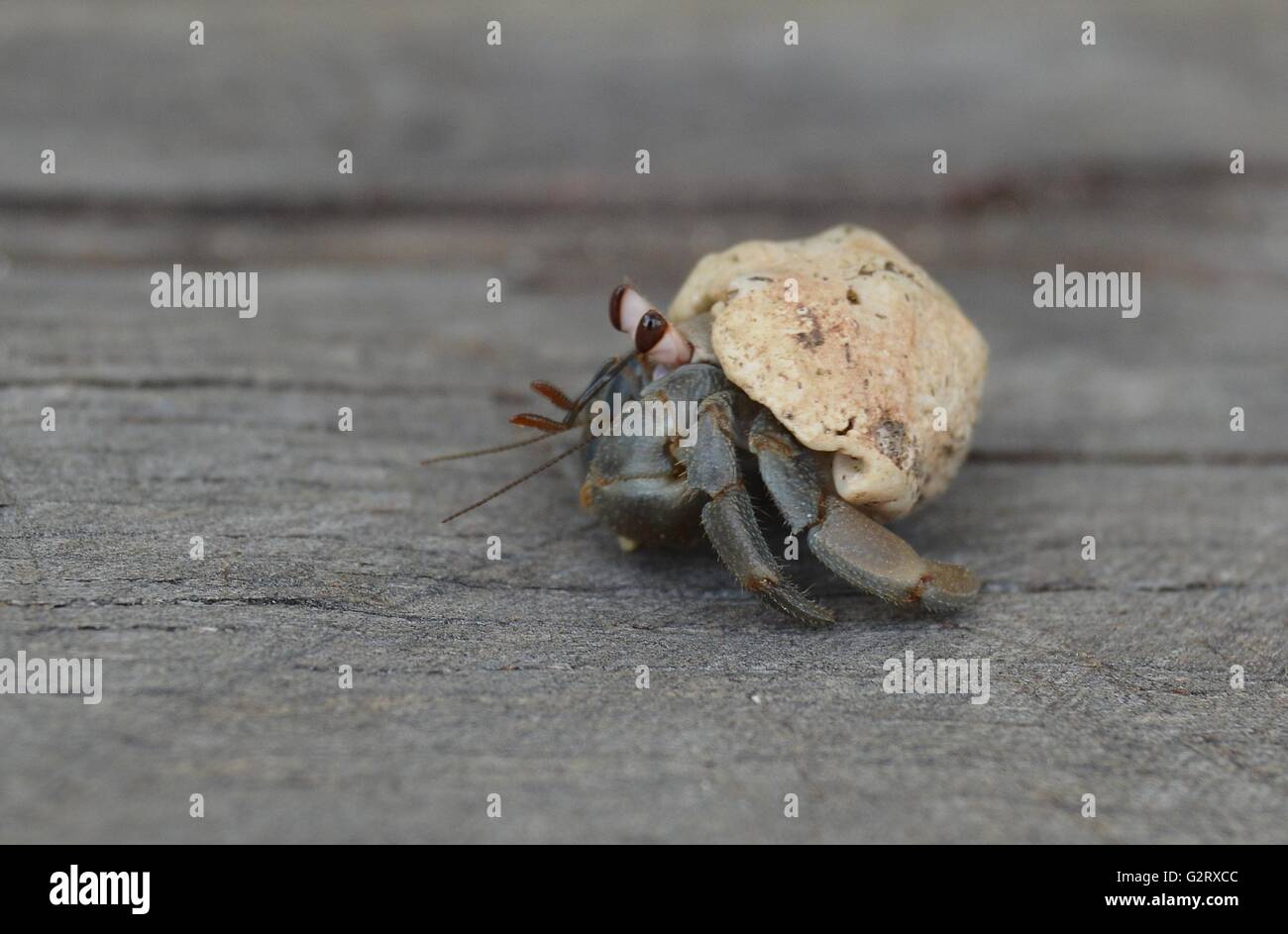 Primo piano di un granchio Eremita Foto Stock