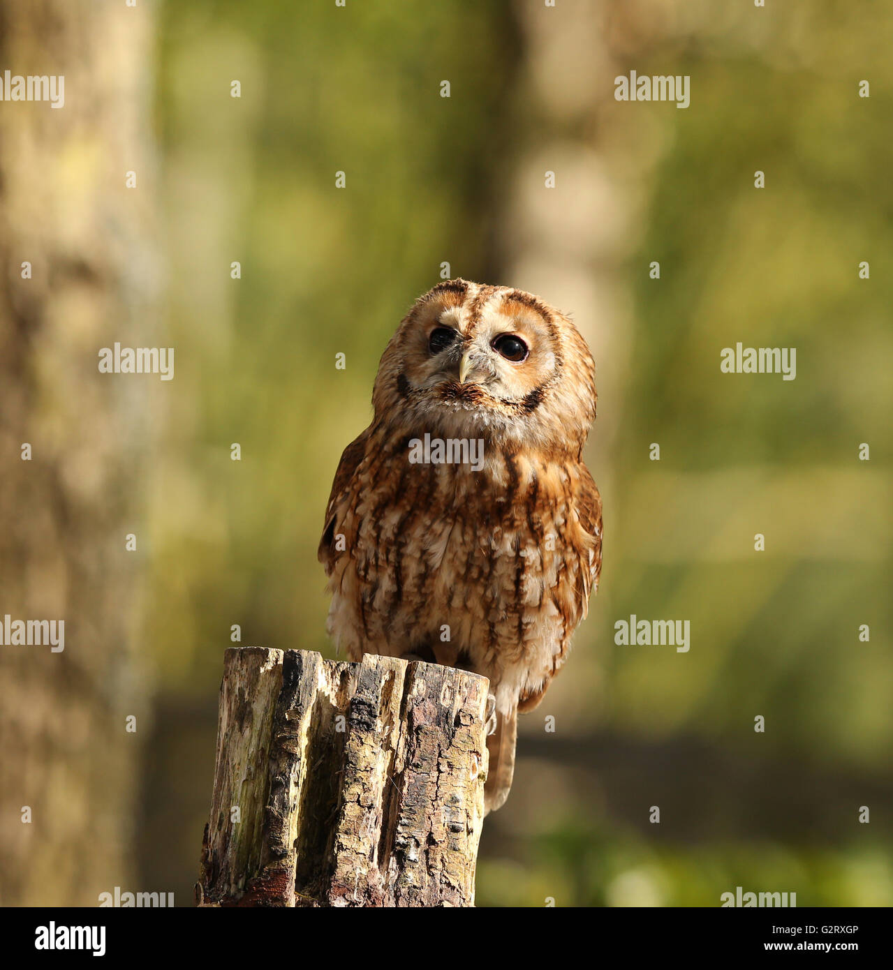 Ritratto di un Allocco appollaiato su un ceppo di albero Foto Stock