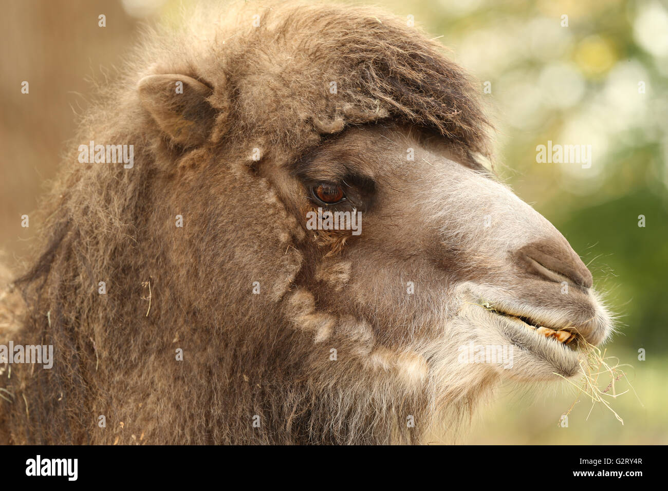 Close up di un cammello Bactrian testa Foto Stock