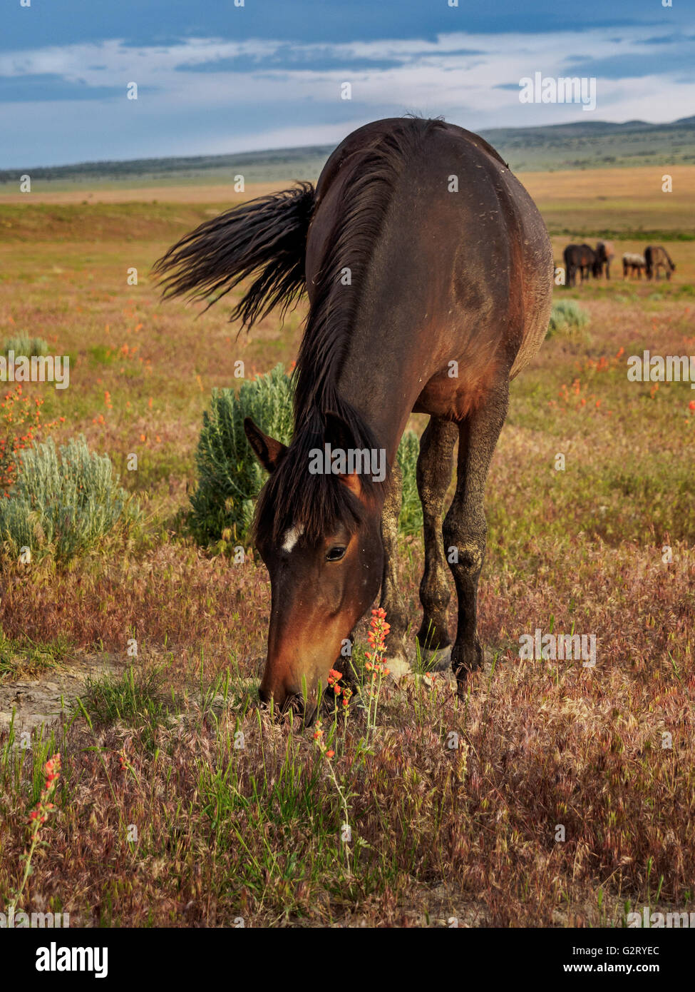 Wild Horse alimentazione lungo la pianura di Utah bacino grande deserto. Foto Stock
