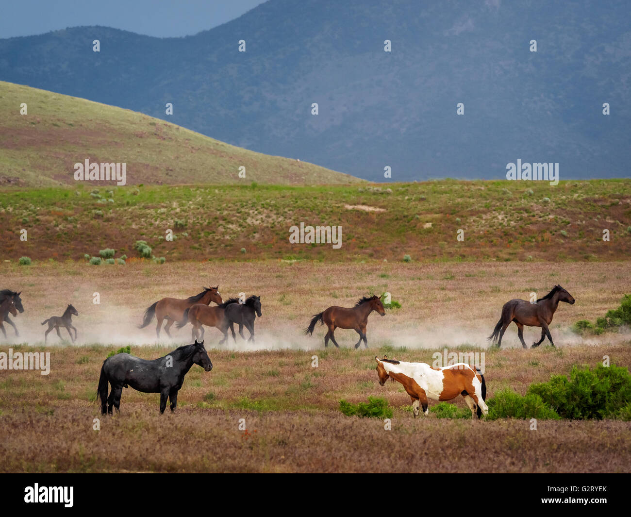 Cavalli selvaggi in esecuzione in Utah bacino grande deserto. Foto Stock