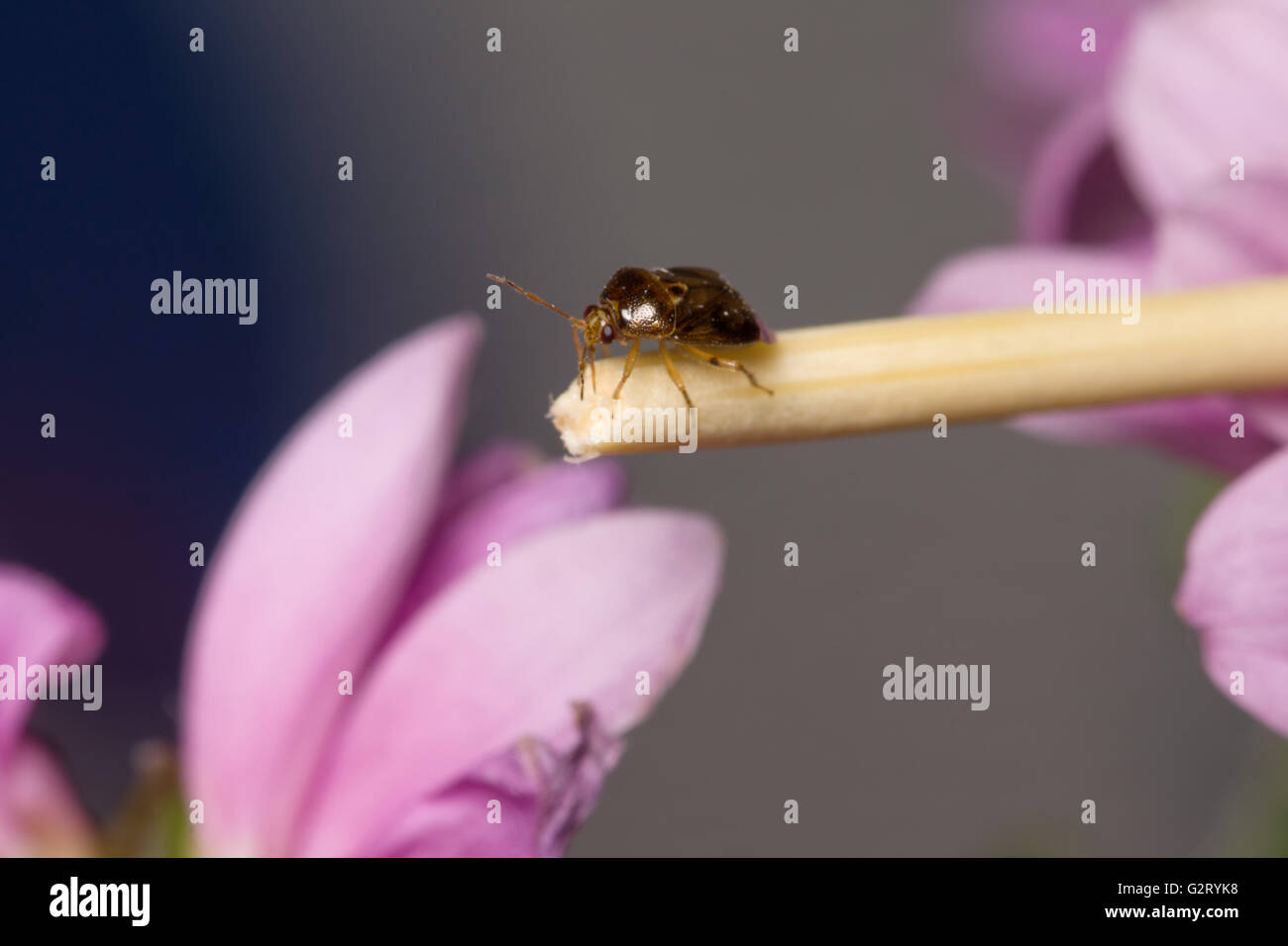 Scarabeo marrone strisciando su un bastone tra i fiori Foto Stock