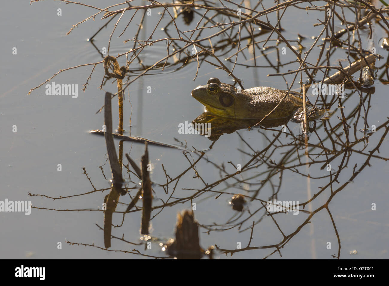 Maschio di American Bullfrog, (Lithobates catesbeianus), Socorro Area Natura, Nuovo Messico, Stati Uniti d'America. Foto Stock
