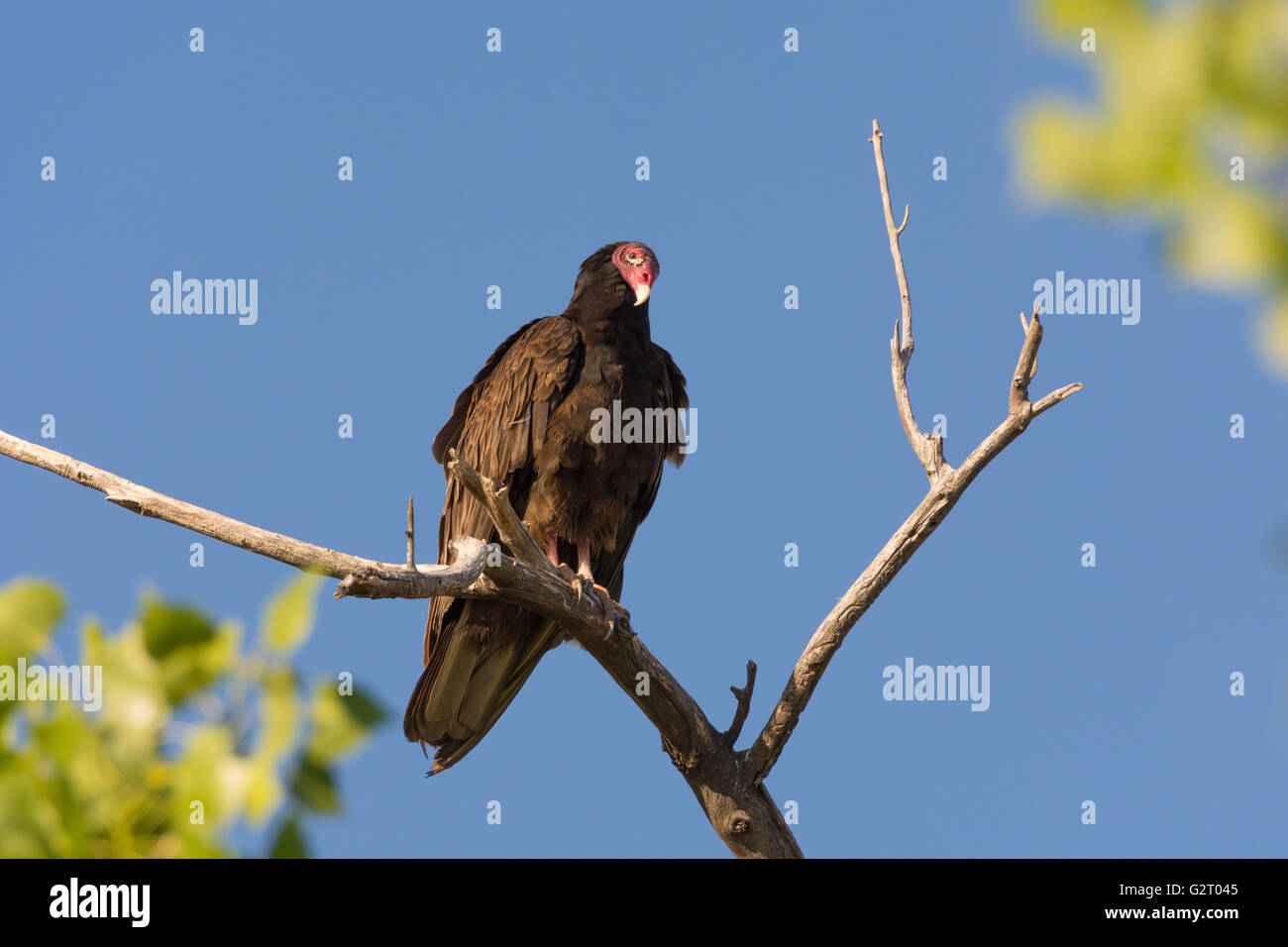 La Turchia avvoltoio, (Cathartes aura), Socorro Area Natura, Nuovo Messico, Stati Uniti d'America. Foto Stock