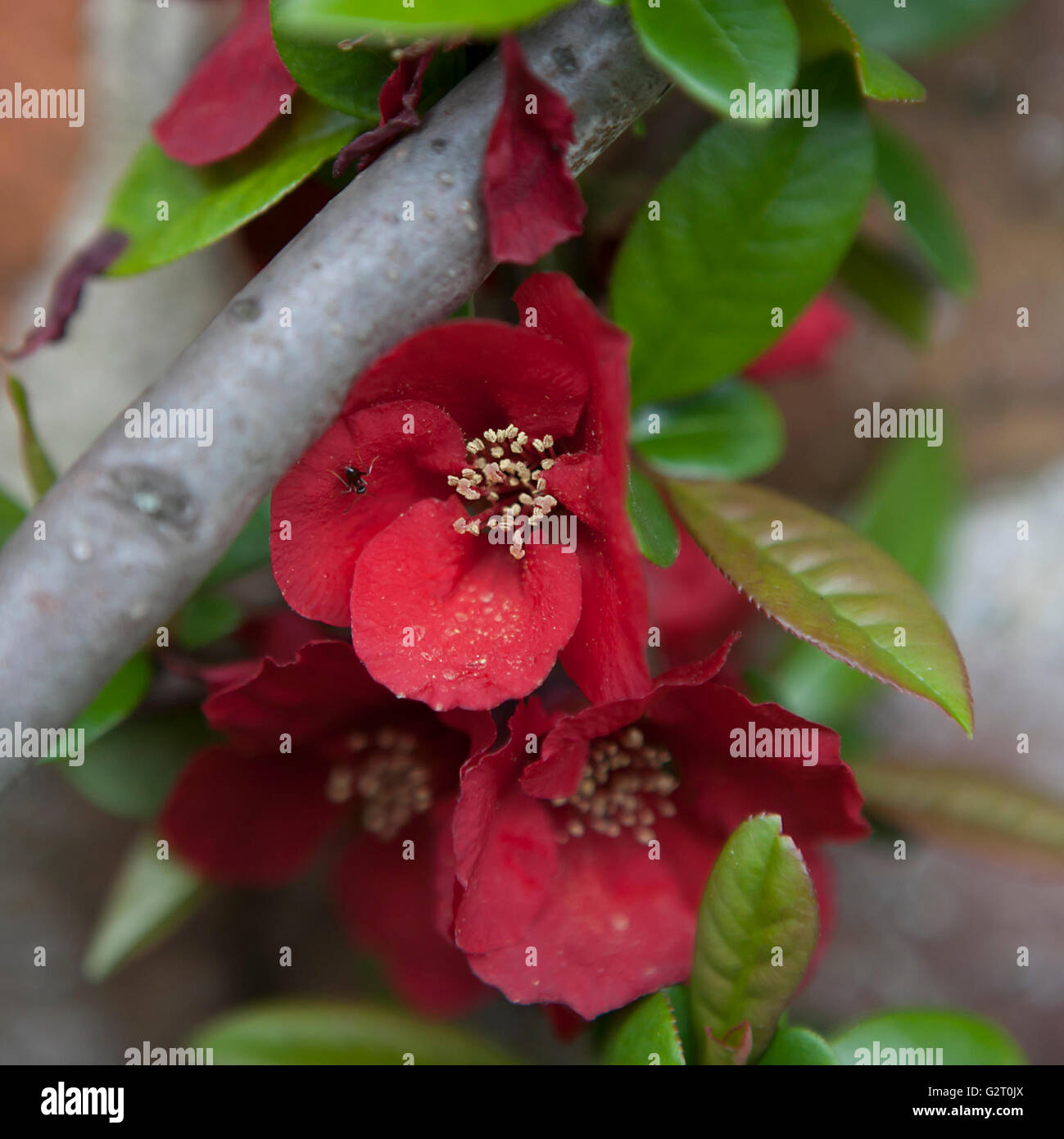 A fioritura primaverile di ciliegio selvatico nel giardino Foto Stock
