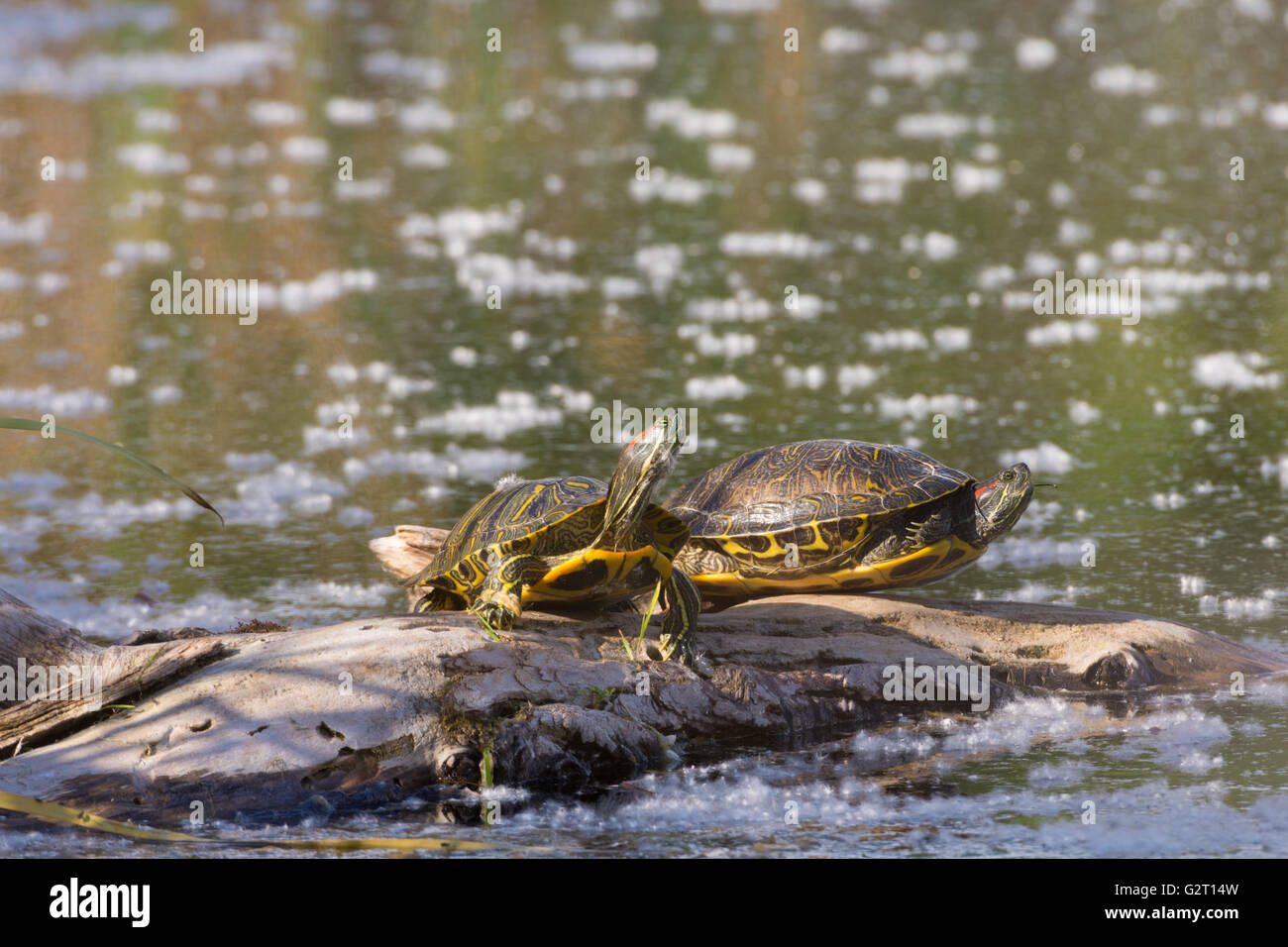 Rosso-eared slider, (Trachemys scripta elegans), crogiolandosi al Tingley Beach Wildlife Management stagni, Albuquerque, Nuovo Messico, STATI UNITI D'AMERICA Foto Stock