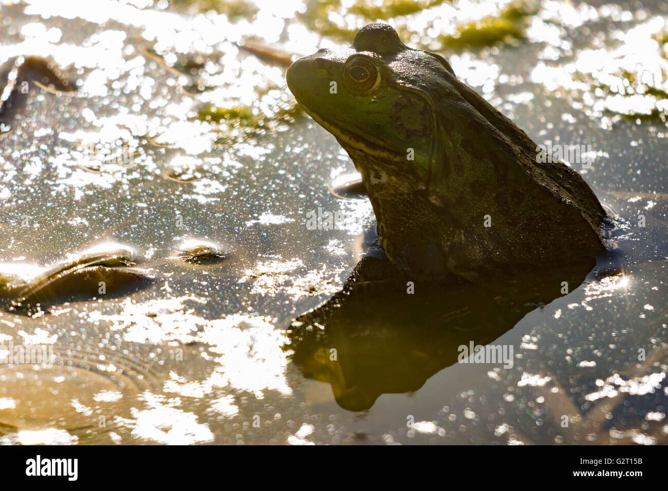 American Bullfrog, (Lithobates catesbeianus). Tingley Beach Wildlife Management stagni, Albuquerque, Nuovo Messico, Stati Uniti d'America. Foto Stock