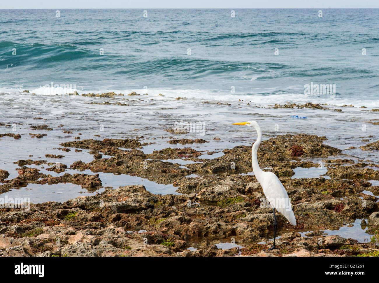 Airone bianco con onde.La costa nord di Cuba il Mare dei Caraibi Foto Stock