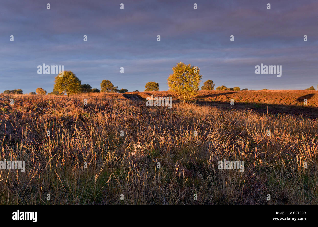 Wild golden erba aree tappeti della brughiera in autunno Cannock Chase Area di straordinaria bellezza naturale Staffordshire Foto Stock