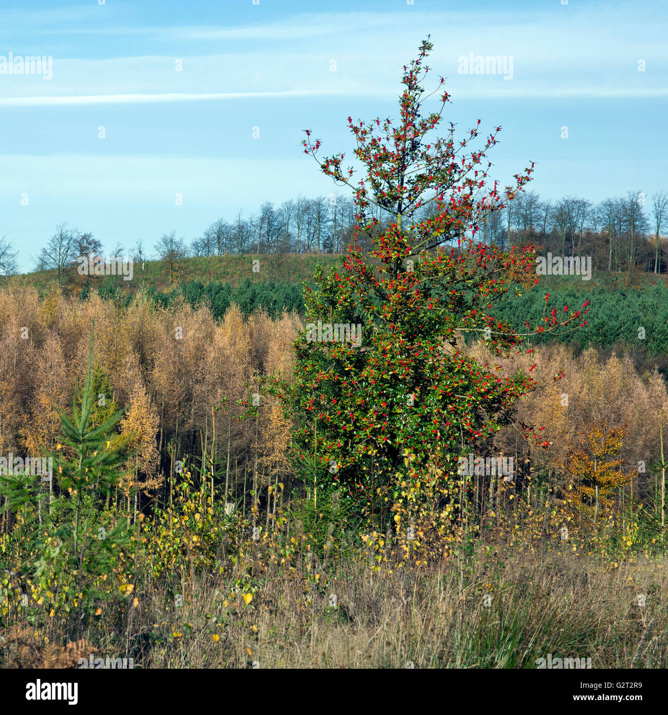 Comune di Holly Tree con bacche rosse in autunno Cannock Chase Area di straordinaria bellezza naturale Staffordshire Foto Stock